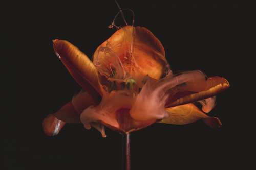 The Centre Of This Orange Flower Stems Photo