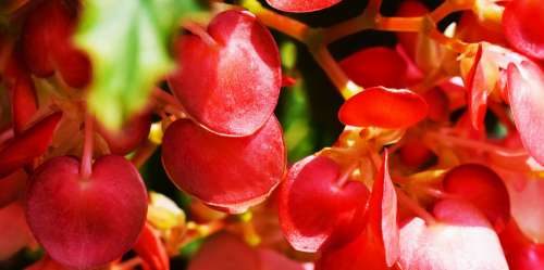 The Magenta Glow Of Flower Petals In The Sun Photo