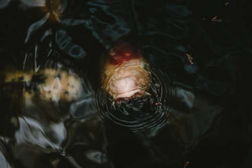 The Nose Of A Koi Lowering Into The Depths Of Dark Pond Photo