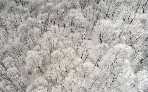The Snow-White Trees Clustered Together Photo