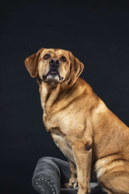 This Golden Retriever Perches On A Sofa Photo