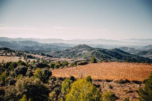 Vineyard and Mountains Photo
