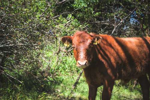 Young Red Cow Standing In Green Pasture Filled With Trees Photo