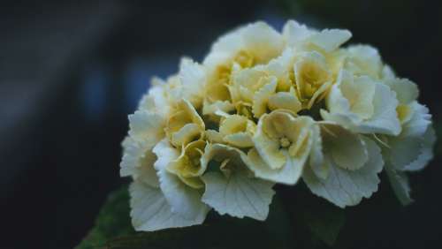 hortensia flowers flower white flower evening