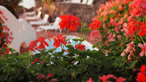 flowers red swimming pool relax holiday
