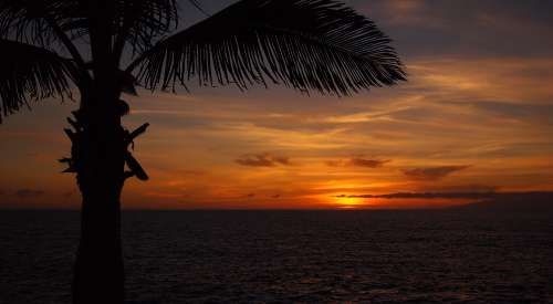 palm tree sunset view ocean ocean view