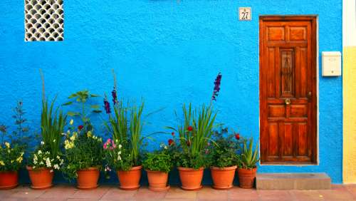 color colorful blue plants door