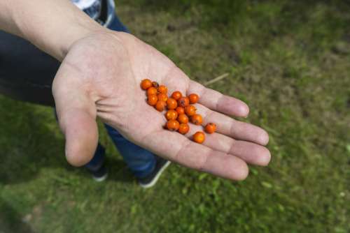 berries orange hand forest gather