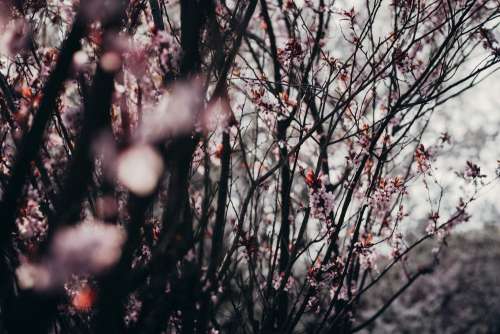 Cherry tree blossom 4