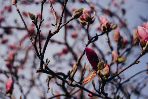 Magnolia tree blossom 2