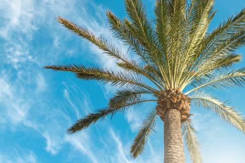 Beautiful Silhouette palm tree on sky