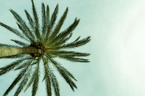 Beautiful Silhouette palm tree on sky
