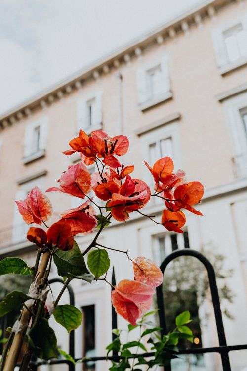 Flower shops in Madrid, Spain