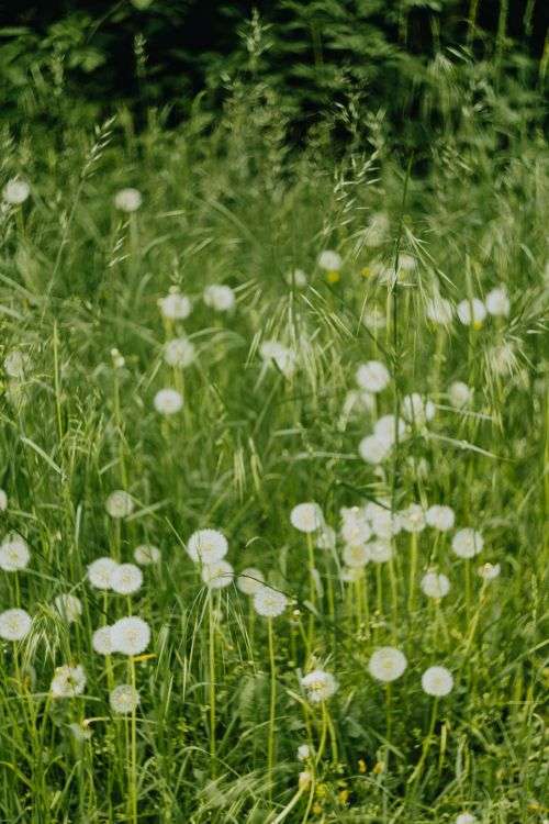 Dandelions in green grass