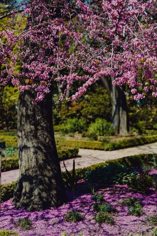 Real Jardin Botanico, Madrid, Spain