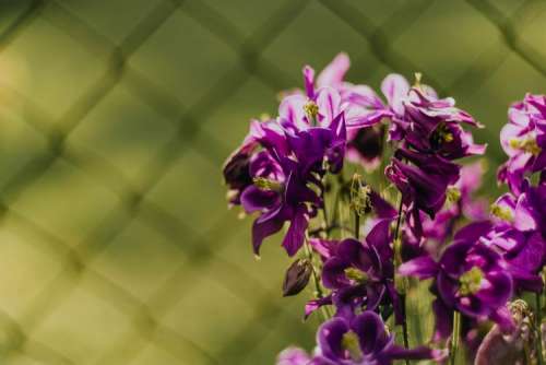Beautiful dark purple wild Aquilegia vulgaris flowers