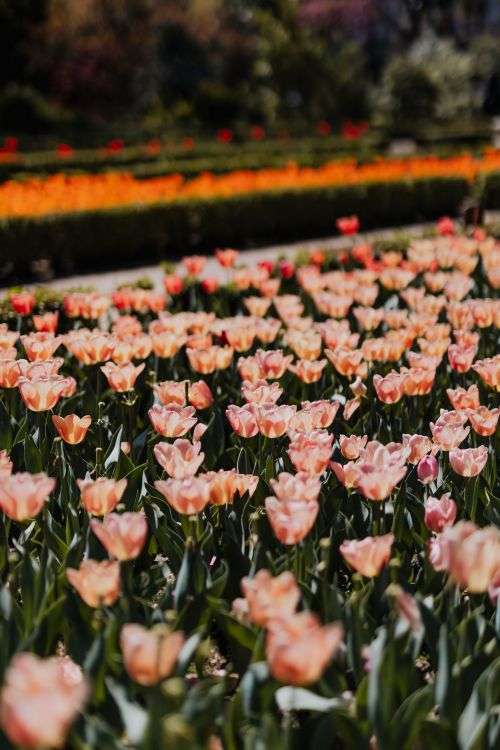 Real Jardin Botanico, Madrid, Spain