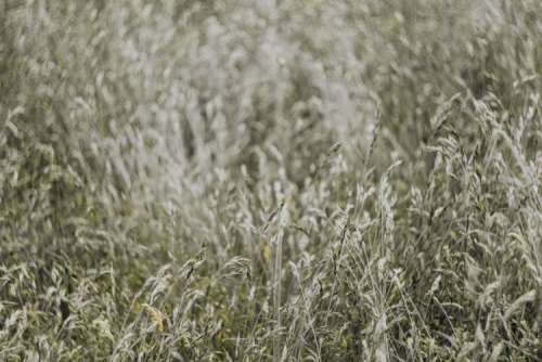 Silver grass field