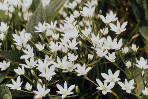 White flowers Ornithogalum close-up