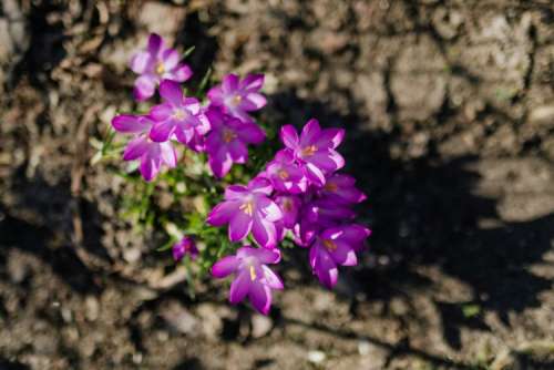 Purple crocuses blooming in spring