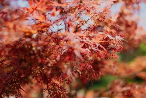 Real Jardin Botanico, Madrid, Spain