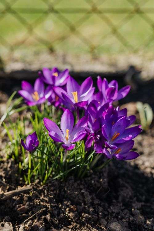 Purple crocuses blooming in spring