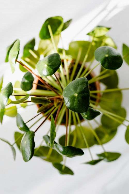 Pilea peperomioides, money plant