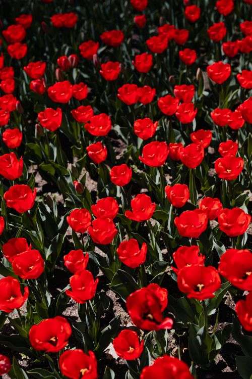 Real Jardin Botanico, Madrid, Spain