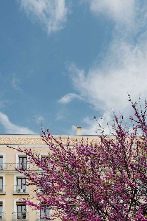 Judas trees in blossom at springtime in Madrid, Spain