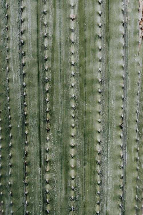 Mixed cacti and succulents