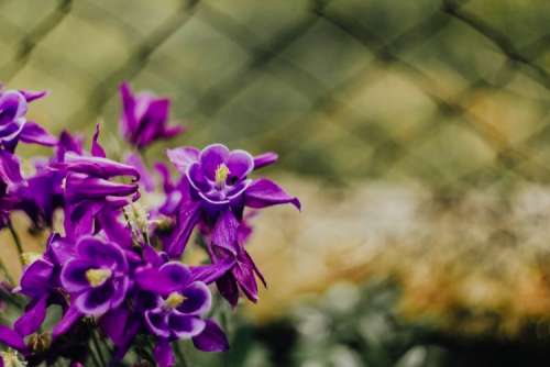 Beautiful dark purple wild Aquilegia vulgaris flowers