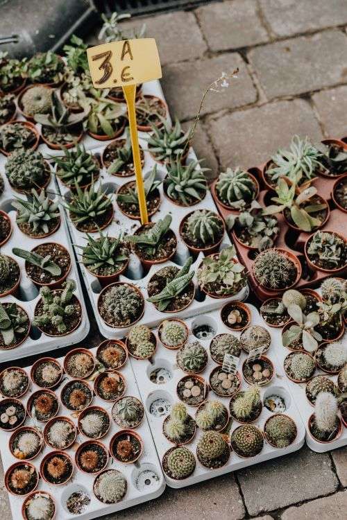 Flower shops in Madrid, Spain