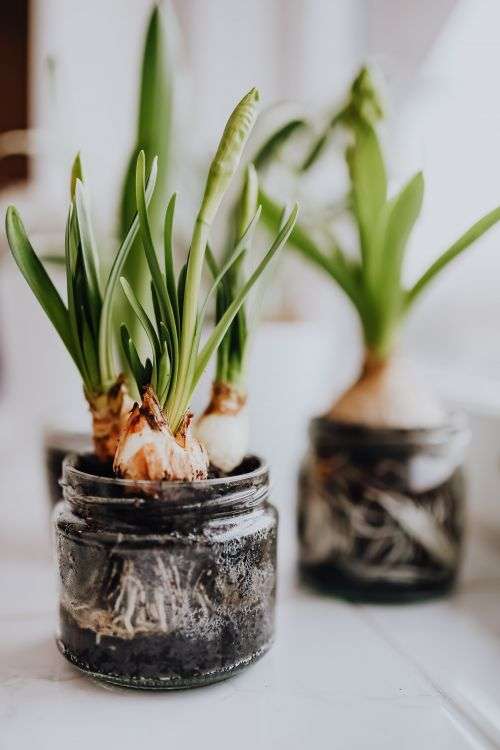 Hyacinths and Muscari planted in jars