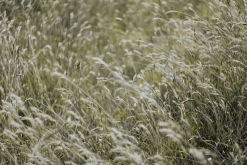 Silver grass field