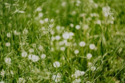 Dandelions in green grass