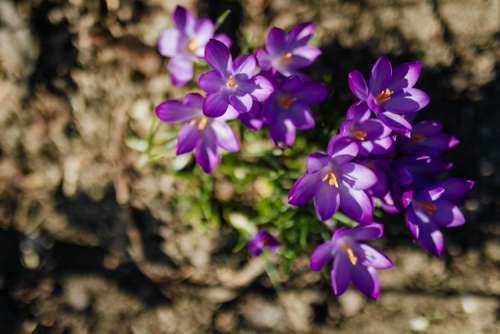 Purple crocuses blooming in spring