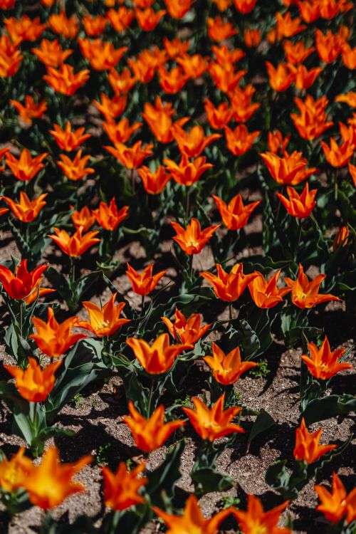 Real Jardin Botanico, Madrid, Spain