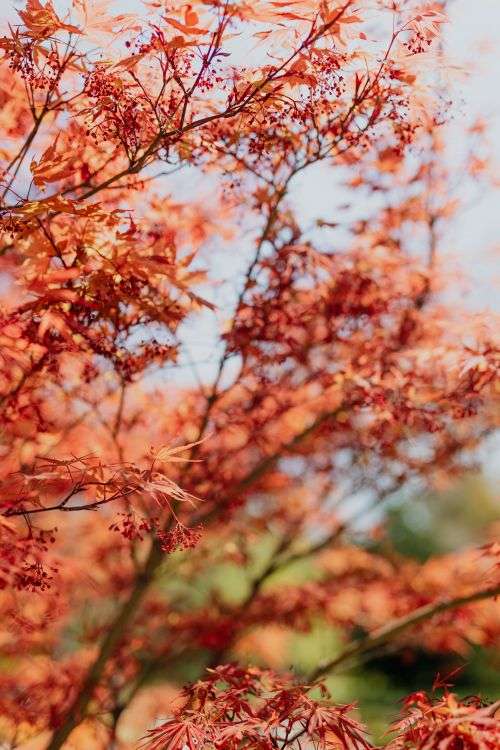 Real Jardin Botanico, Madrid, Spain