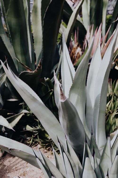 Mixed cacti and succulents