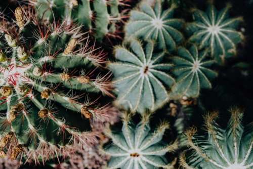 Mixed cacti and succulents