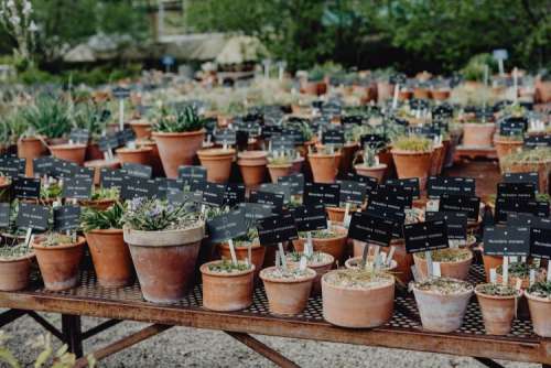 Real Jardin Botanico, Madrid, Spain