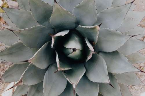 Mixed cacti and succulents