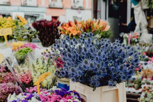 Flower shops in Madrid, Spain
