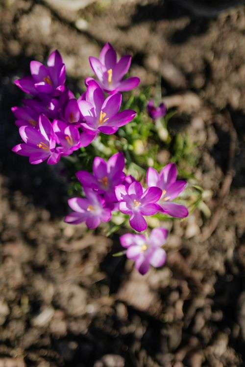 Purple crocuses blooming in spring