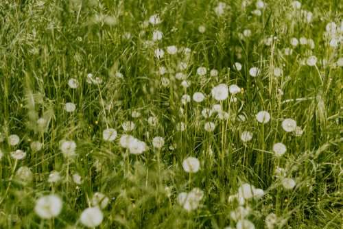 Dandelions in green grass