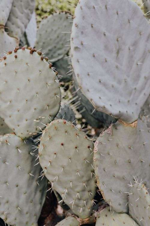 Mixed cacti and succulents