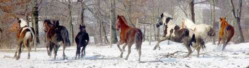 horse horses