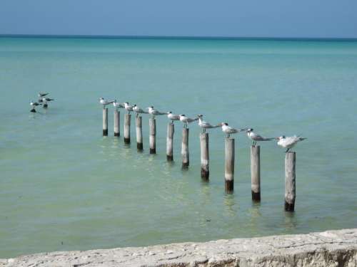 seagull bird post sea ocean