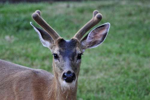 orphan Andy deer buck antlers