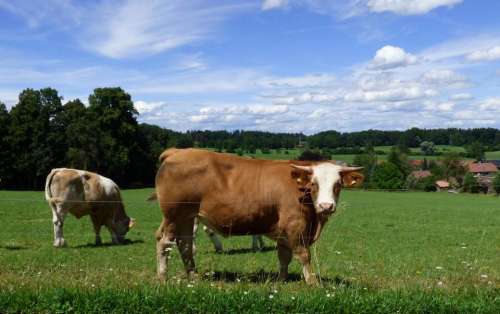cows bavaria